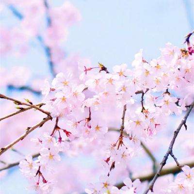 摩托技巧竞速赛